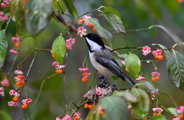 Wie schaffe ich eine anregende Umgebung für meinen Kaninchen?